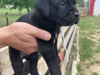 Siyah panter cane corso bebişler