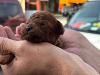 Rezerveye acik toy poodle yavrular