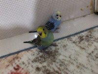 Sağlıklı yavru muhabbet kuşları uygun verilecektir