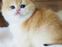 Yuvarlak Hatlı Safkan Golden British Shorthair 