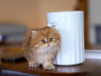 Harikulade Golden NY12 British Longhair 