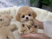ARADIĞINIZ BEBEK MALTİPOO