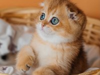 Altın Portakal Golden Scottish Fold 
