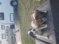 Fırlama Jack Russell Terrier Yavruları
