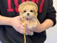 Ruhsatlı çiftliğimizden anne altı maltipoo