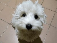 Maltese terrier yavrular