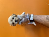 GERÇEK MALTİPOO BEBEKLERİMİZ