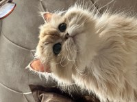 British Shorthair Golden Bebekler Ciddi Kişiler