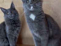 SAF KAN, LO ŞECERELİ DEV BOY KEDİLER 6 YILLIK TECRÜBE