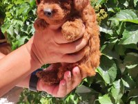 Peluş toy poodle ayıcıklarım