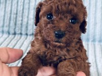 Eşsiz Güzellikte Toy Poodle Yavru