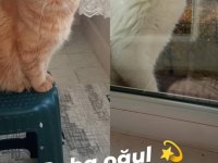 Yavrularımız veteriner bakımlıdır exotic shorthair