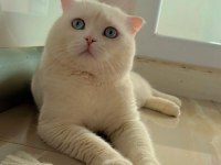 Nazar boncuğu scottish fold
