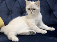 17 Aylık British Shorthair Silver Point Dişi