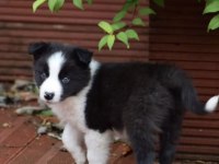İlk Anneliğin İlk Border Collie Yavruları Kapıda Ödeme
