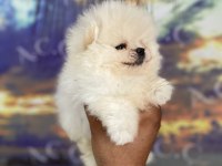 Orjinal ayı surat teacup pomeranian