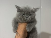 British Shorthair Yavrular Irk Garantili