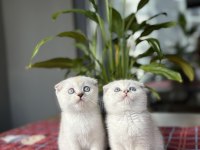 SCOTTISH FOLD SILVER YAVRULARIM 