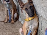 Belçika Malinois Köpeği