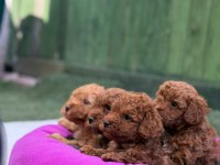 Avuç İçi Kadar Mutluluk Toy Poodle Yavrularım