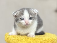 2 Aylık Dişi Scottish Fold
