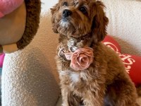 Cavapoo Bebeklerimiz Üst Kalite