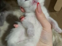 Brıtısh shorthair kedisi antalya