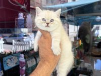 Dünyalar güzeli minik kediler