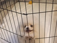 Pomeranian Boo Üst Kalite Tea Cup Dişi