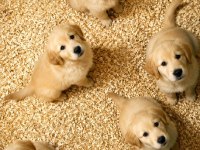 Safkan Akıllı Bebek Yüz Golden Retriever Yavrular