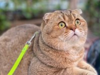 2 Yaşında Sağlıklı Scottish Fold