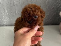 Micro Teacup KOREAN DARK BROWN Poodle yavrularımız