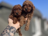 RED BRAWN TOY POODLE YAVRULAR