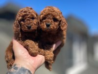 Red Brown Oyuncu Toy Poodle Yavrular