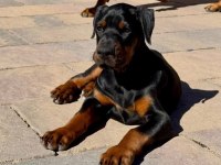 Evinizin neşesi doberman yavrular kapıda ödeme
