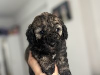 SABLE VE PHANTOM RENK MALTİPOO F2 BEBEKLERİM