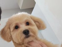 Poodle ayarında maltipoo