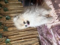 Orjinal Pomeranian Boo Dişi 5 Aylık Yavru