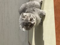 Scottish Fold Bebeklerim