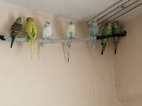 Yeni muhabbet kuşu yavrular