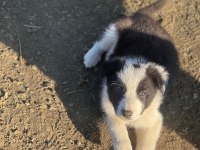 Border collie yavru köpeklerimiz