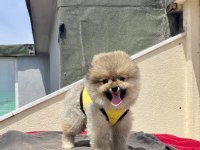 4 AYLIK DİŞİ RED BROWN TOY POODLE