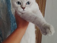 Çok tatlı 3 aylık kedimiz