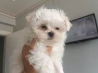 Oyuncu teacup kore maltese