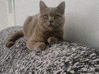 British Shorthair (dişi) 7 aylık