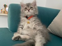 British Longhair 3 Aylık