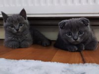 Scottish Fold 2 aylık