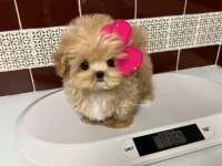 Anne altından kore boy amerikan maltipoo bebekler