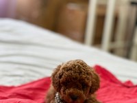 Kore Kan Toy Poodle
