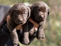 Safkan Şecereli Labrador Yavrularımız (şampiyon soy)